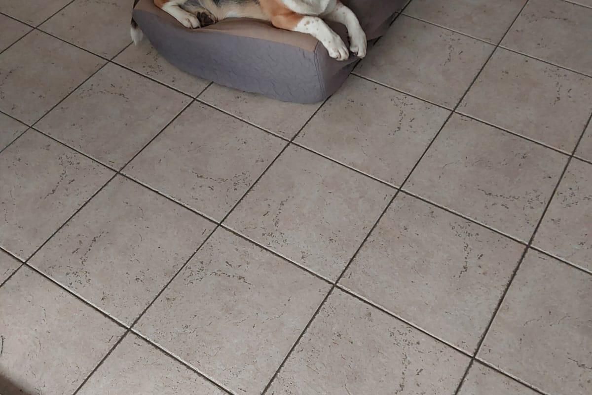 Donne chien apparence beagle contre bons soins