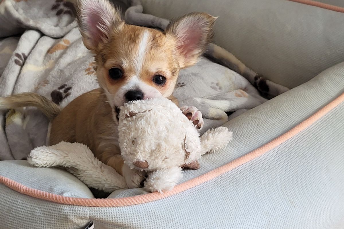 Photo 2 Chiots chihuahua 