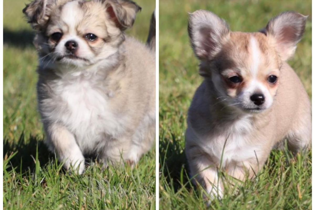 Chiots chihuahua 