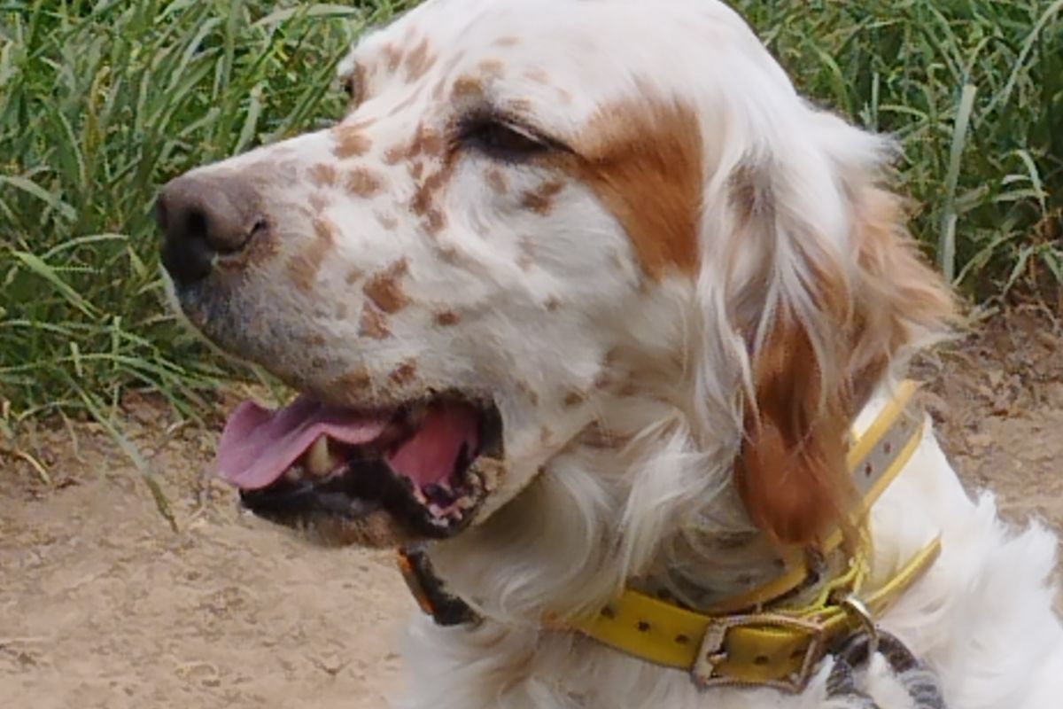 Apparence setter lemon à donner
