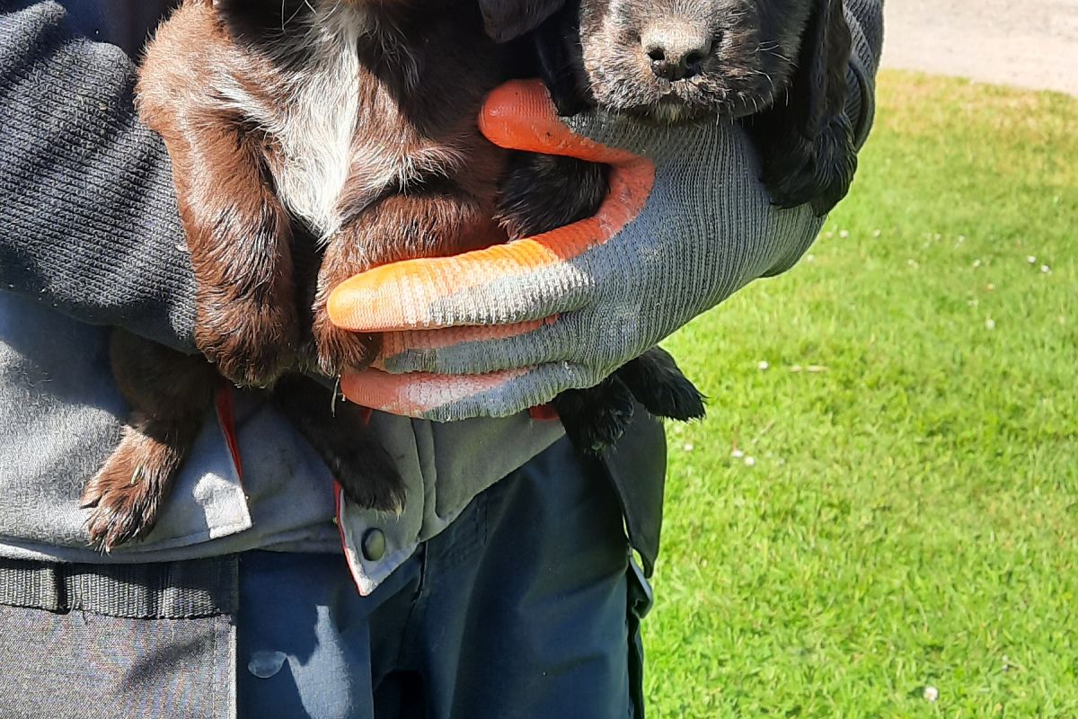 Type Cocker