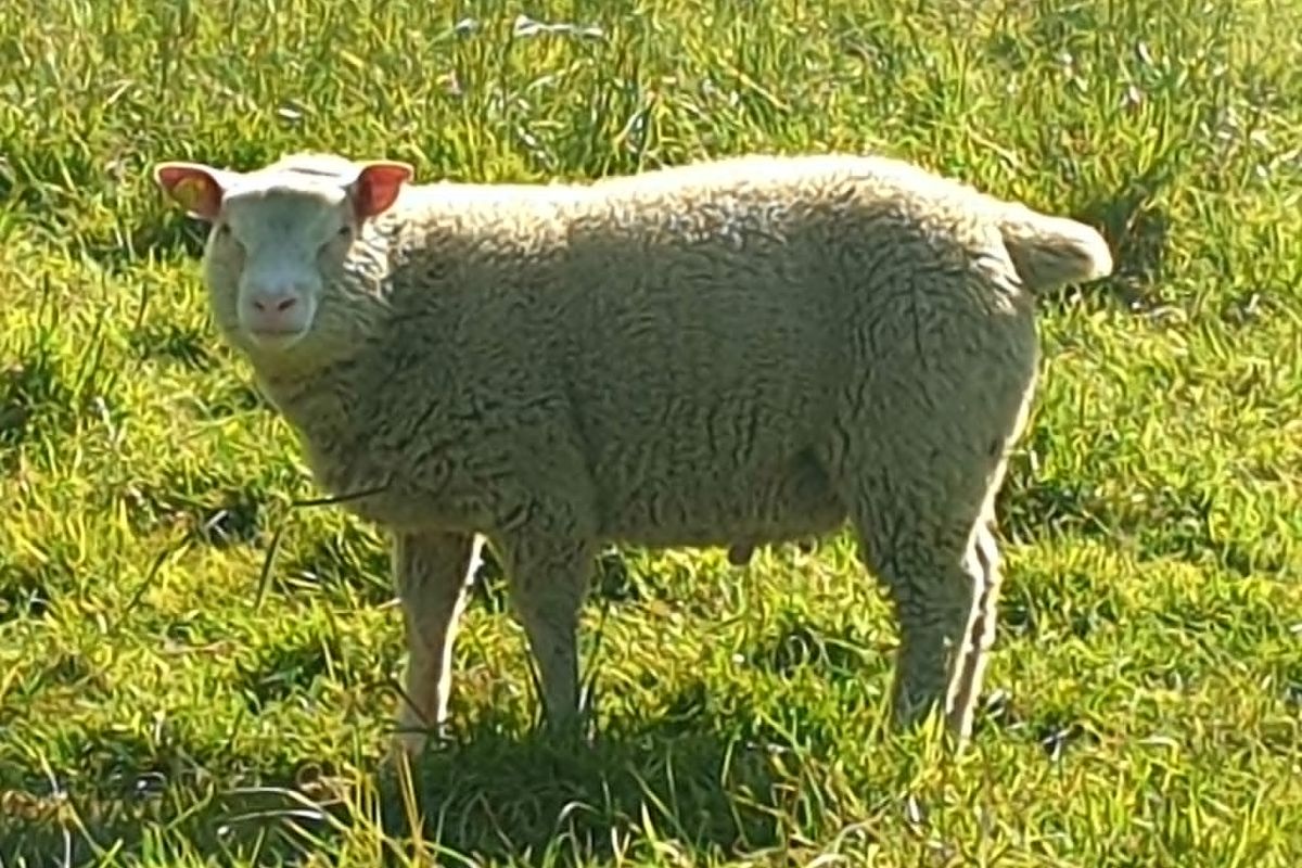 Photo 3 Bélier cotentin 