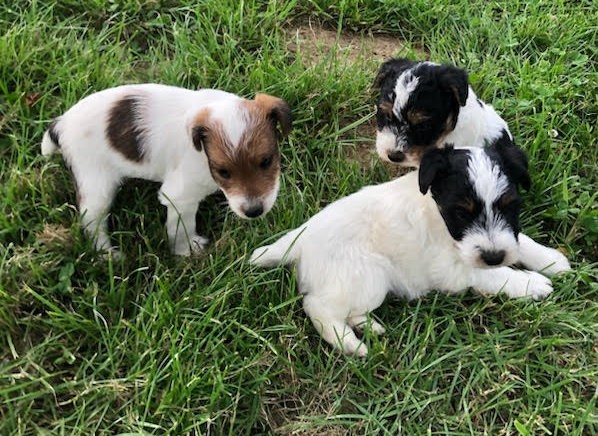 Apparence fox terrier poils durs à réserver