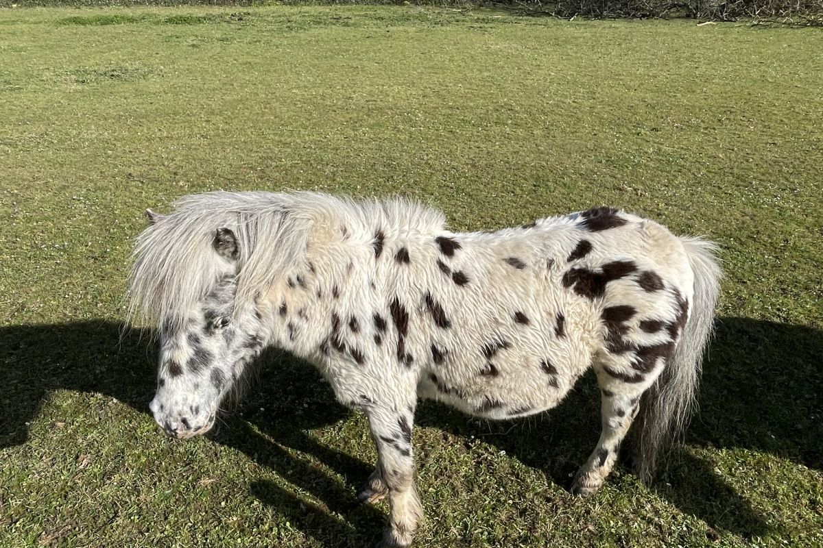 Photo 2 Petit étalon léopard / appaloosa
