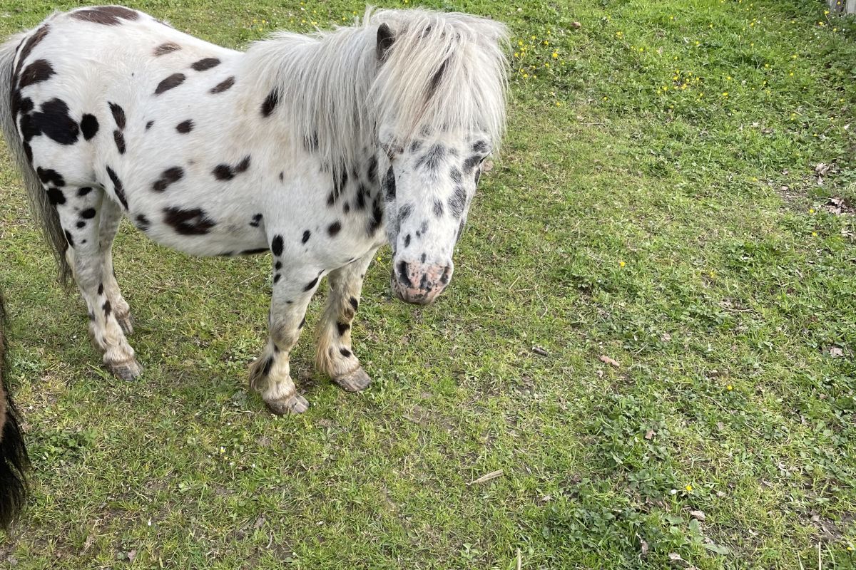Petit étalon léopard / appaloosa