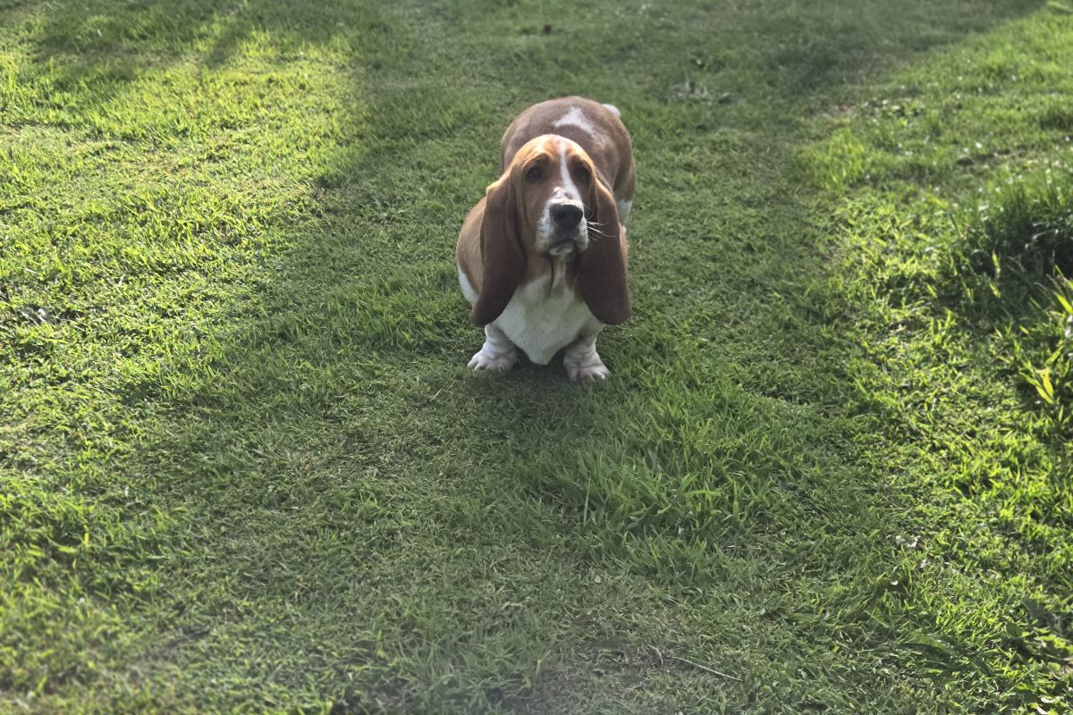 Basset hound