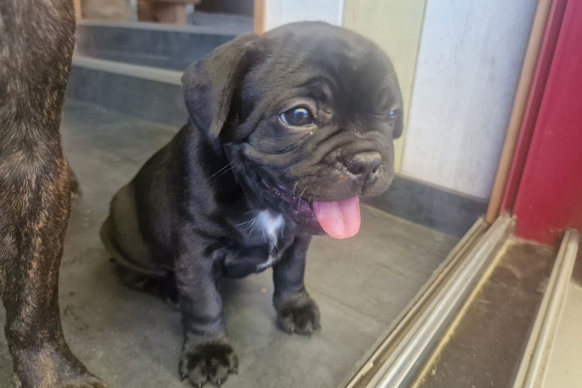 Chiot apparence bouledogue 