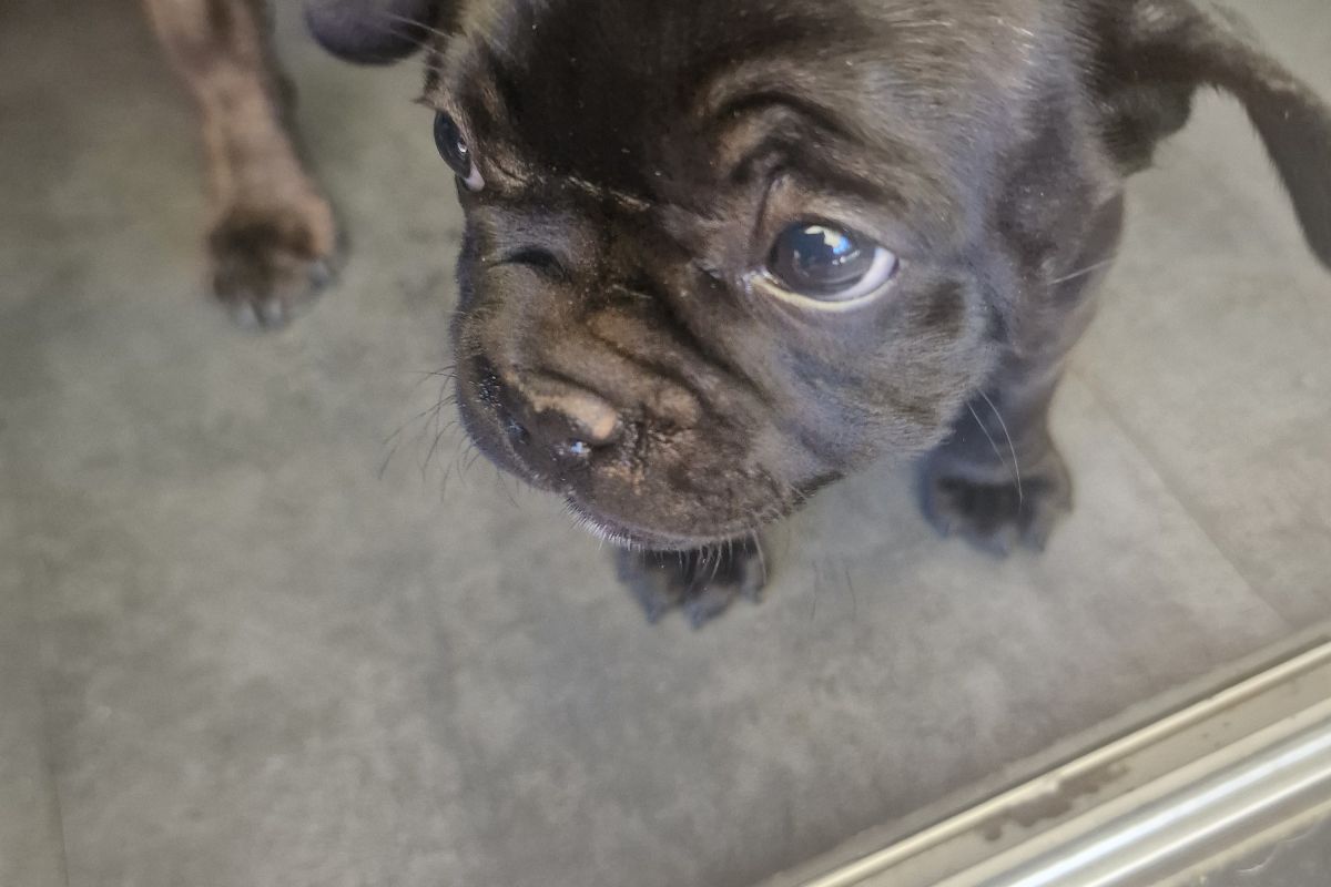 Photo 2 Chiot apparence bouledogue 
