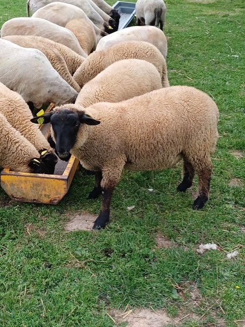 Agneaux suffolks