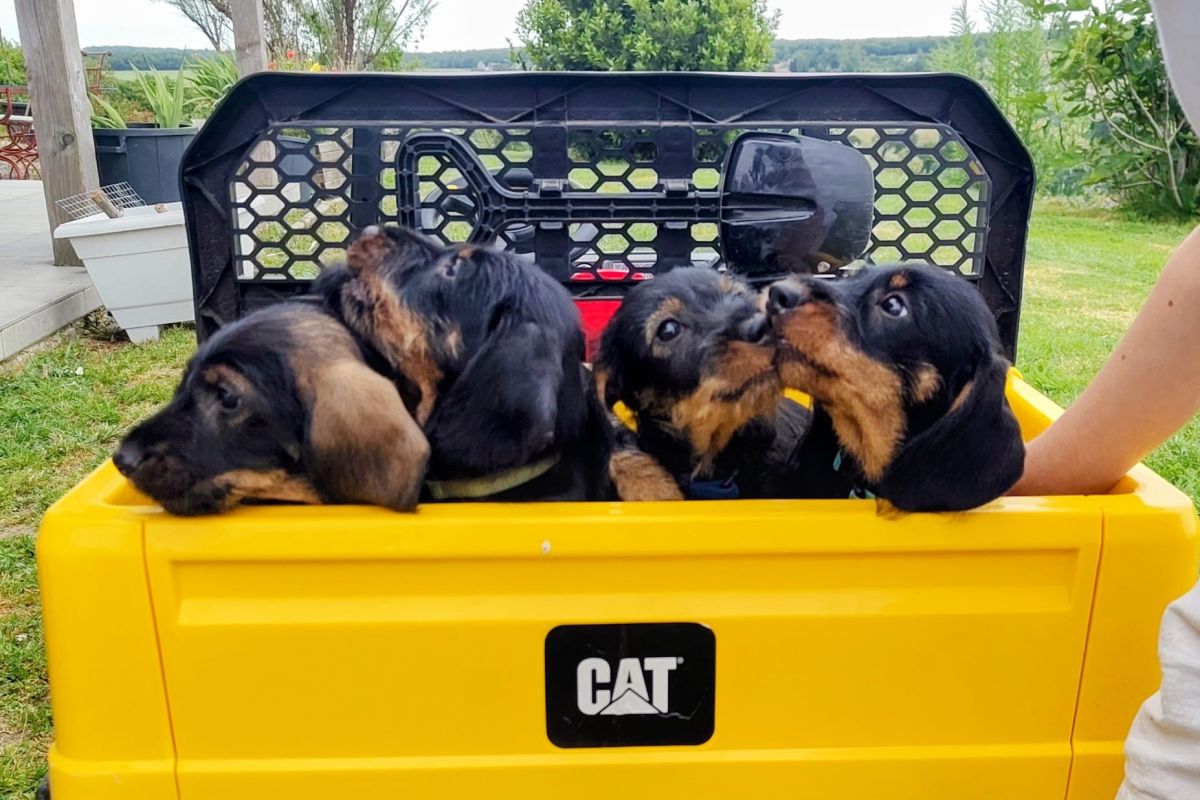 A vendre 2 chiots mâles teckel à poils durs LOF