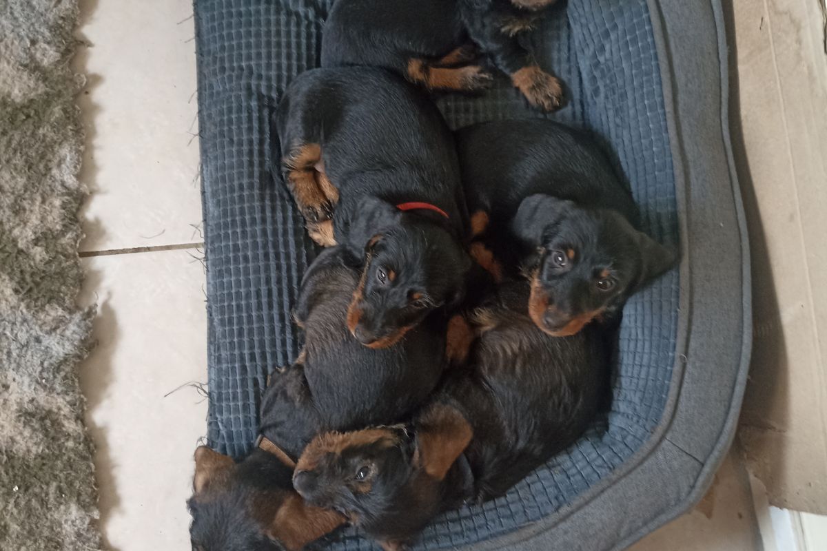 Photo 2 A vendre 2 chiots mâles teckel à poils durs LOF