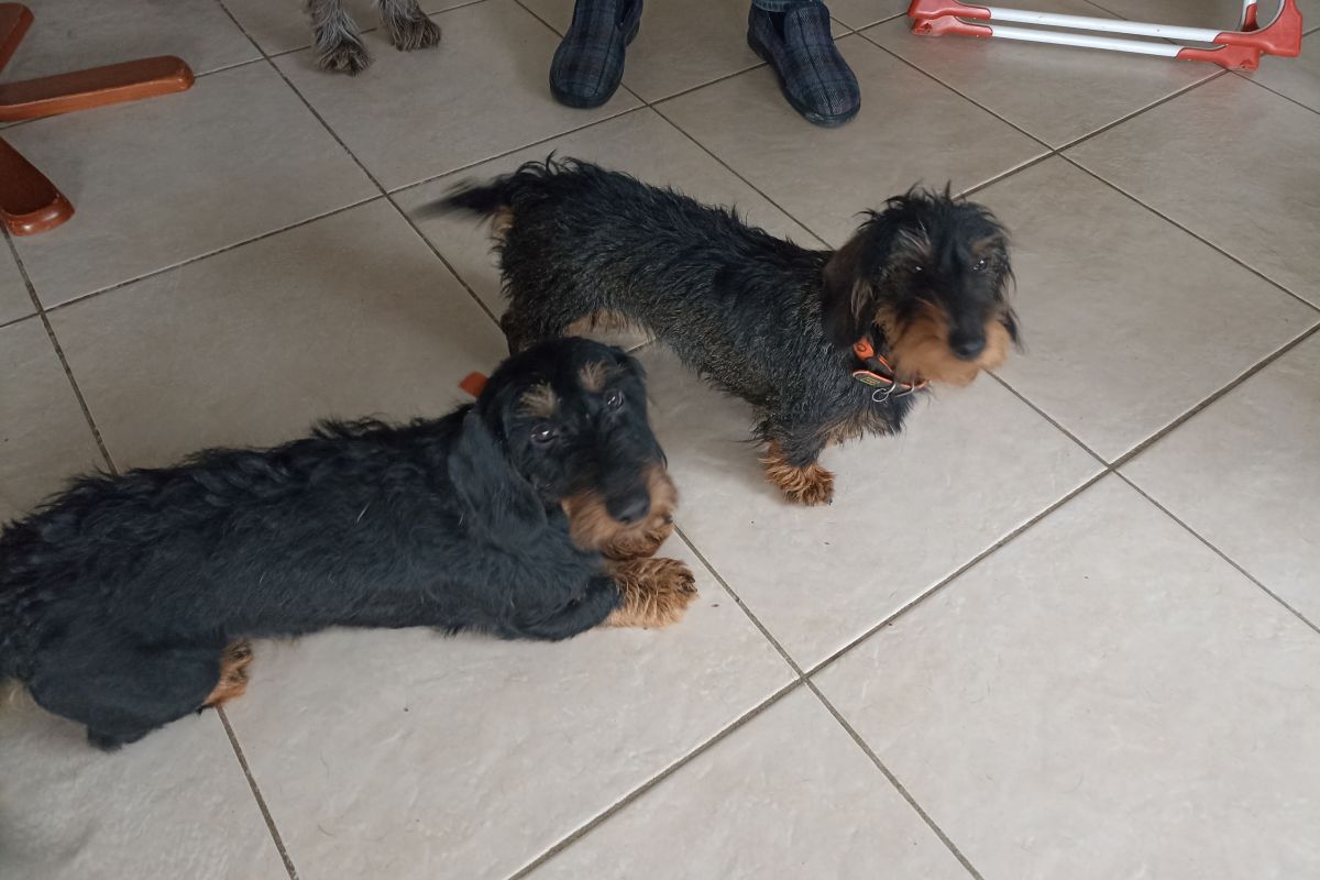 Photo 3 A vendre 2 chiots mâles teckel à poils durs LOF
