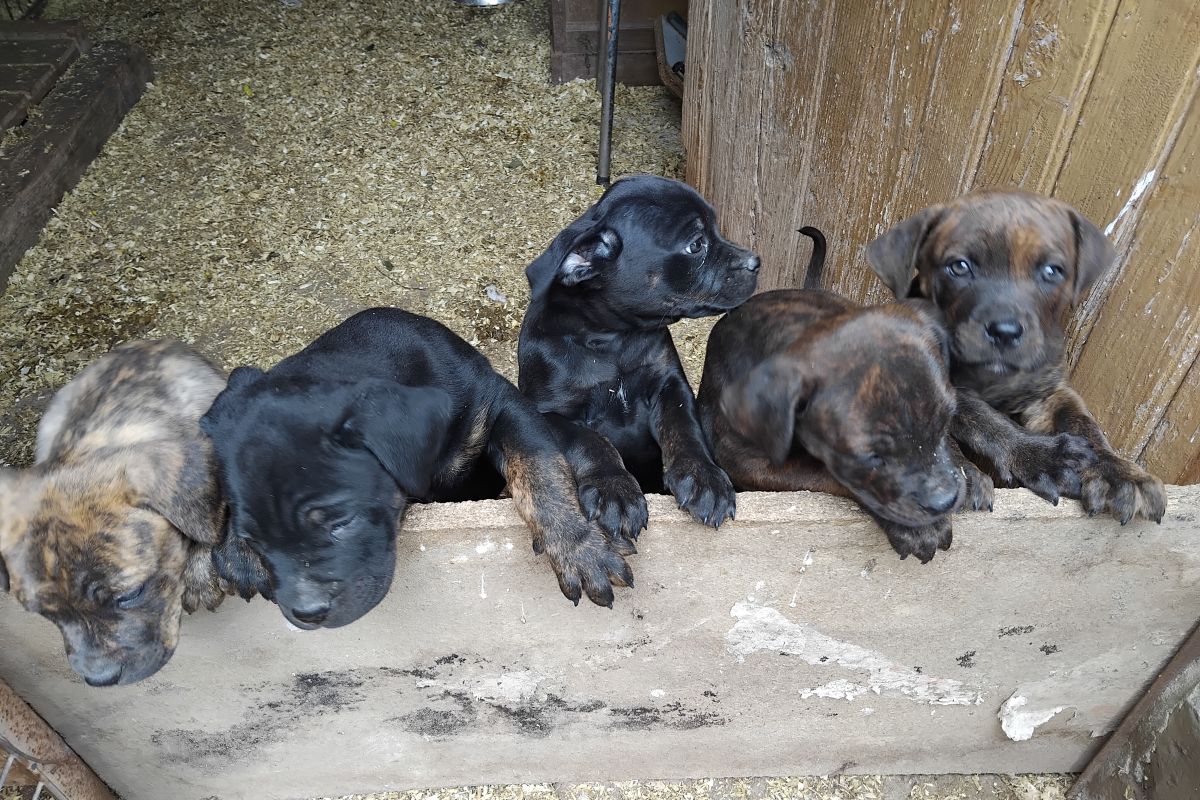 chiots femelles X rottweiller et cane corso