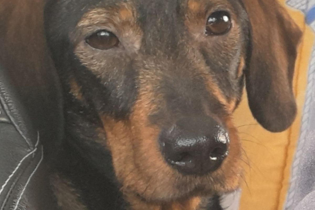 Photo 2 Donne chien contre bon soin 