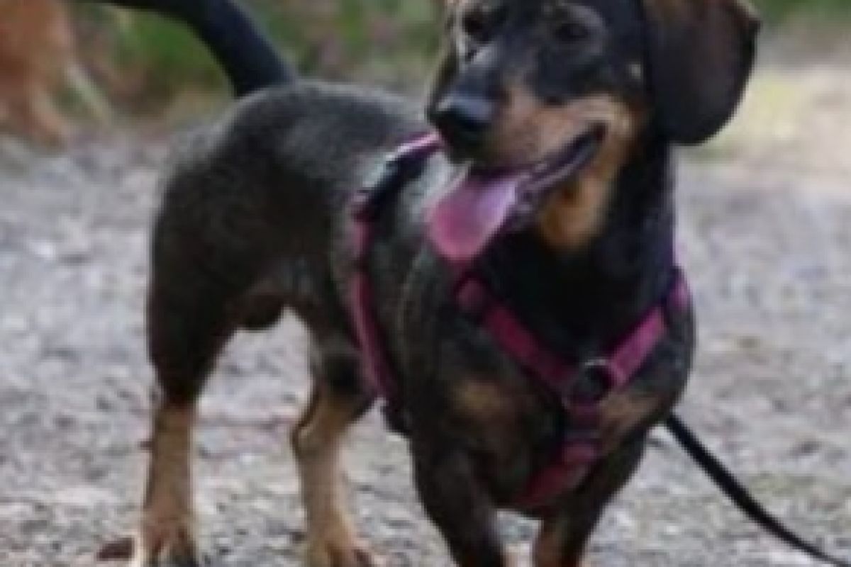 Photo 3 Donne chien contre bon soin 