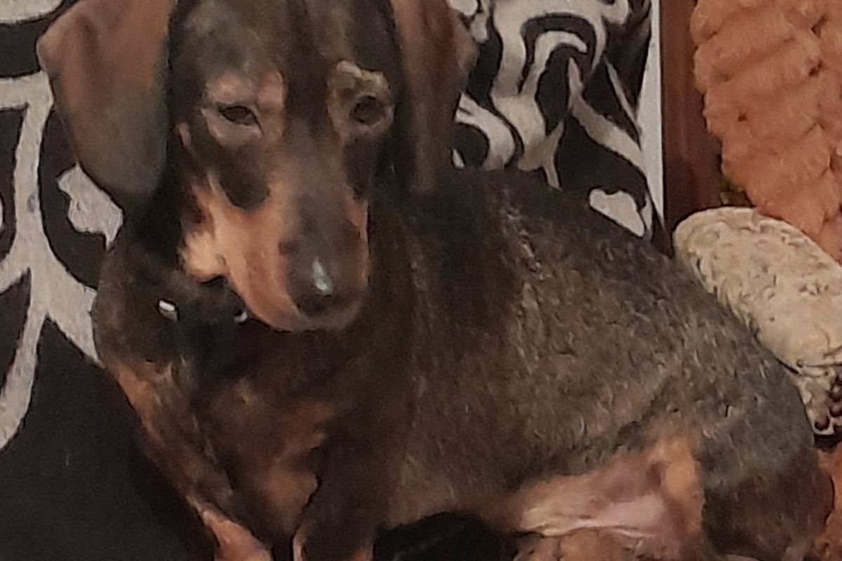 Donne chien contre bon soin 