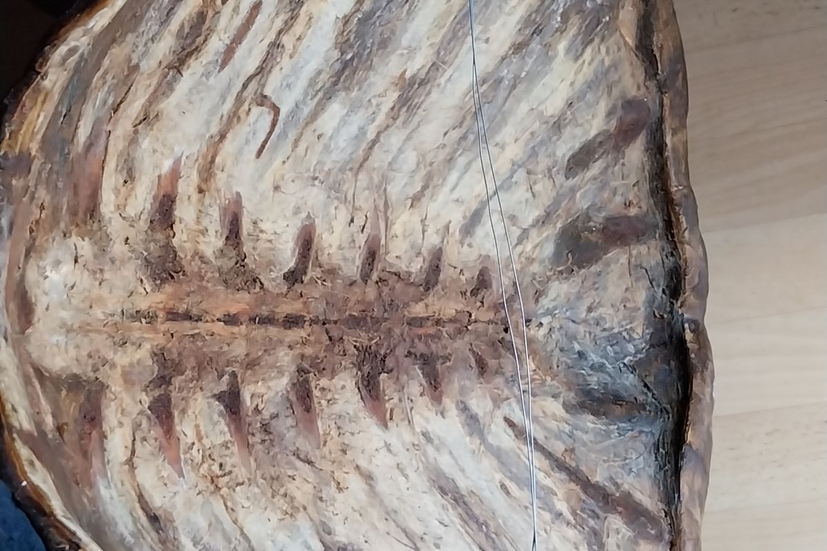 Photo 2 GRANDE CARAPACE DE TORTUE 