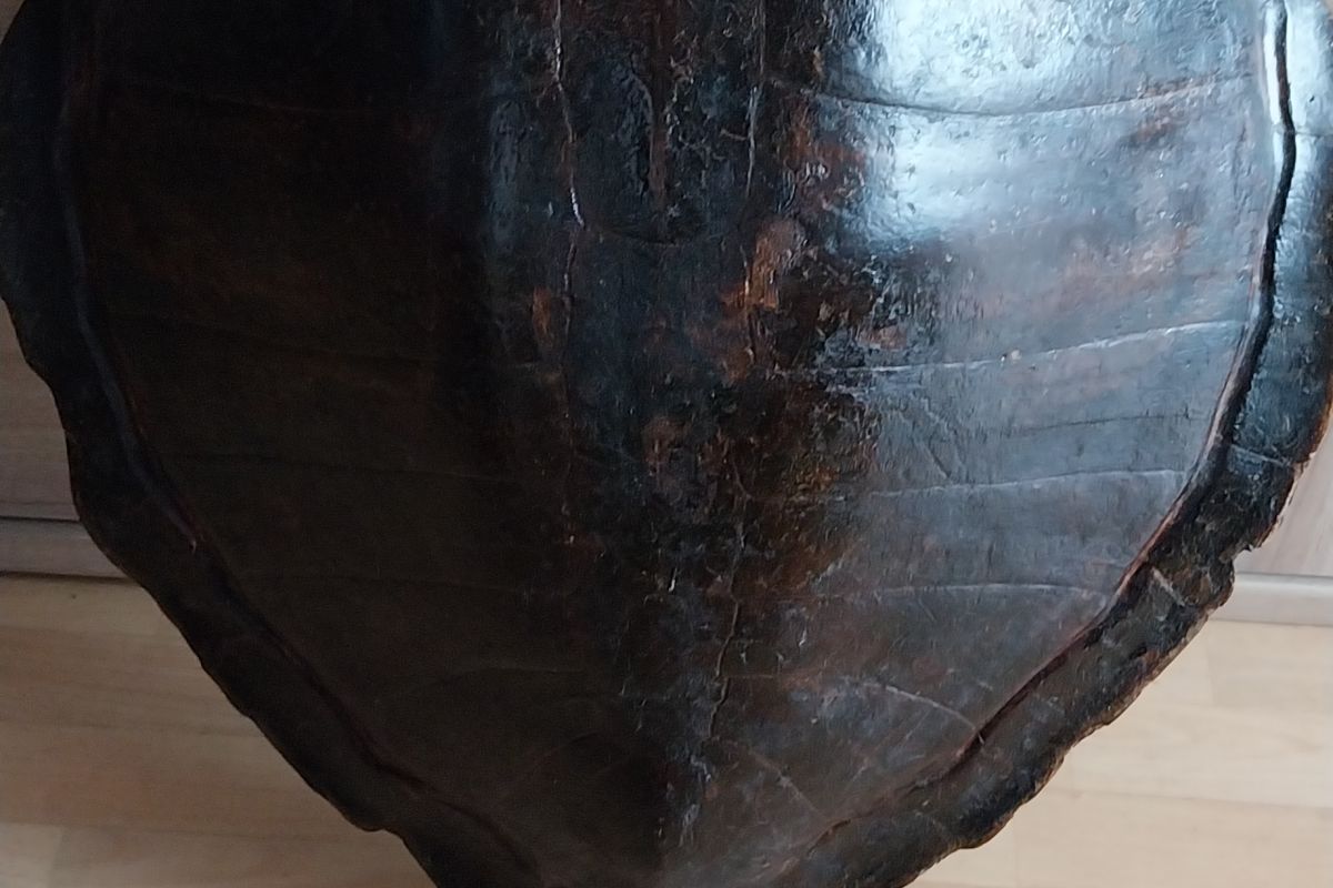 GRANDE CARAPACE DE TORTUE 
