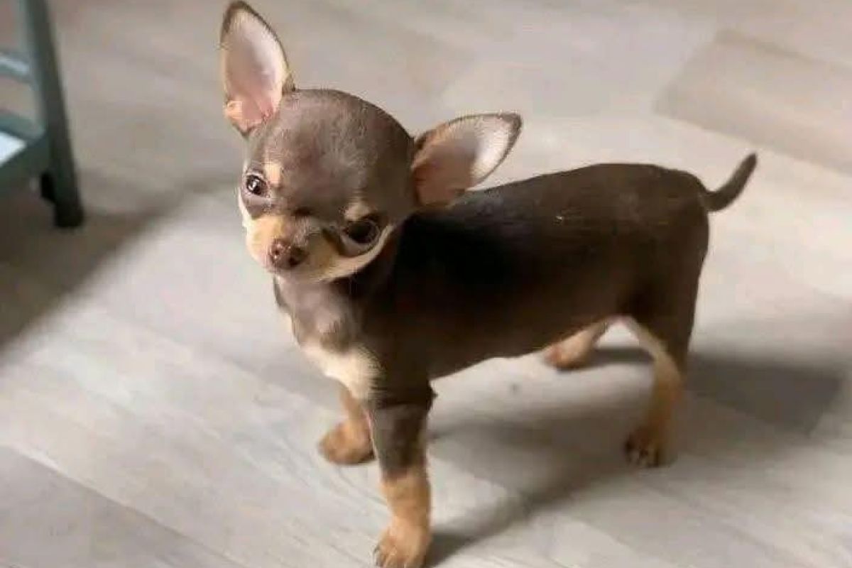Photo 2 chihuahua non lof poil court