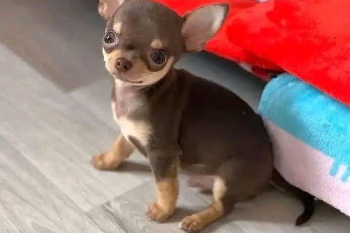 chihuahua non lof poil court
