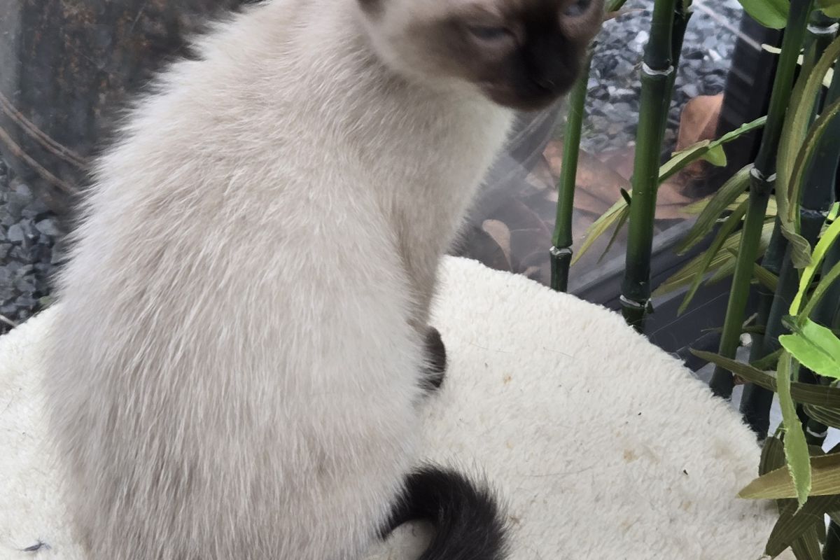 Photo 2 Chaton siamois