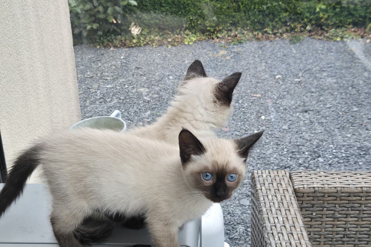 Chaton siamois