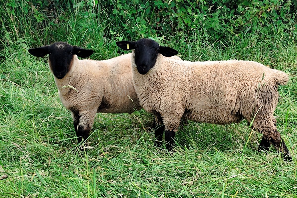 Bélier et agnelles Suffolk 
