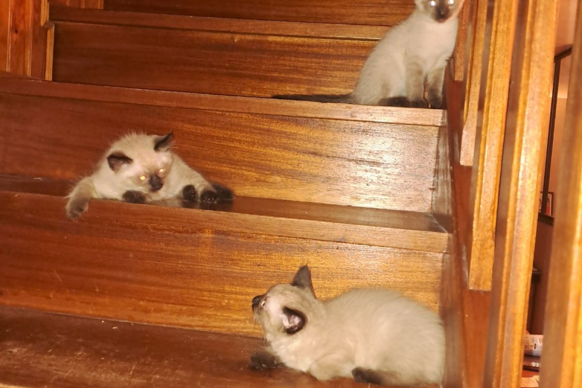 chatons apparence  siamois a la vente