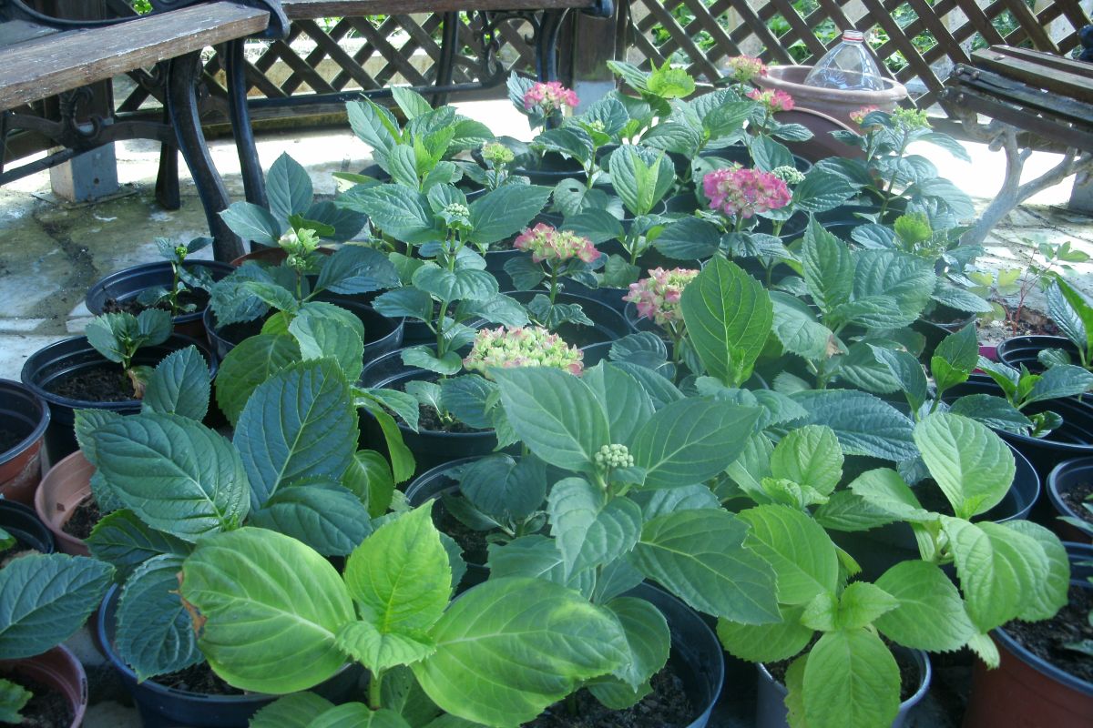 Pieds d'hortensias 