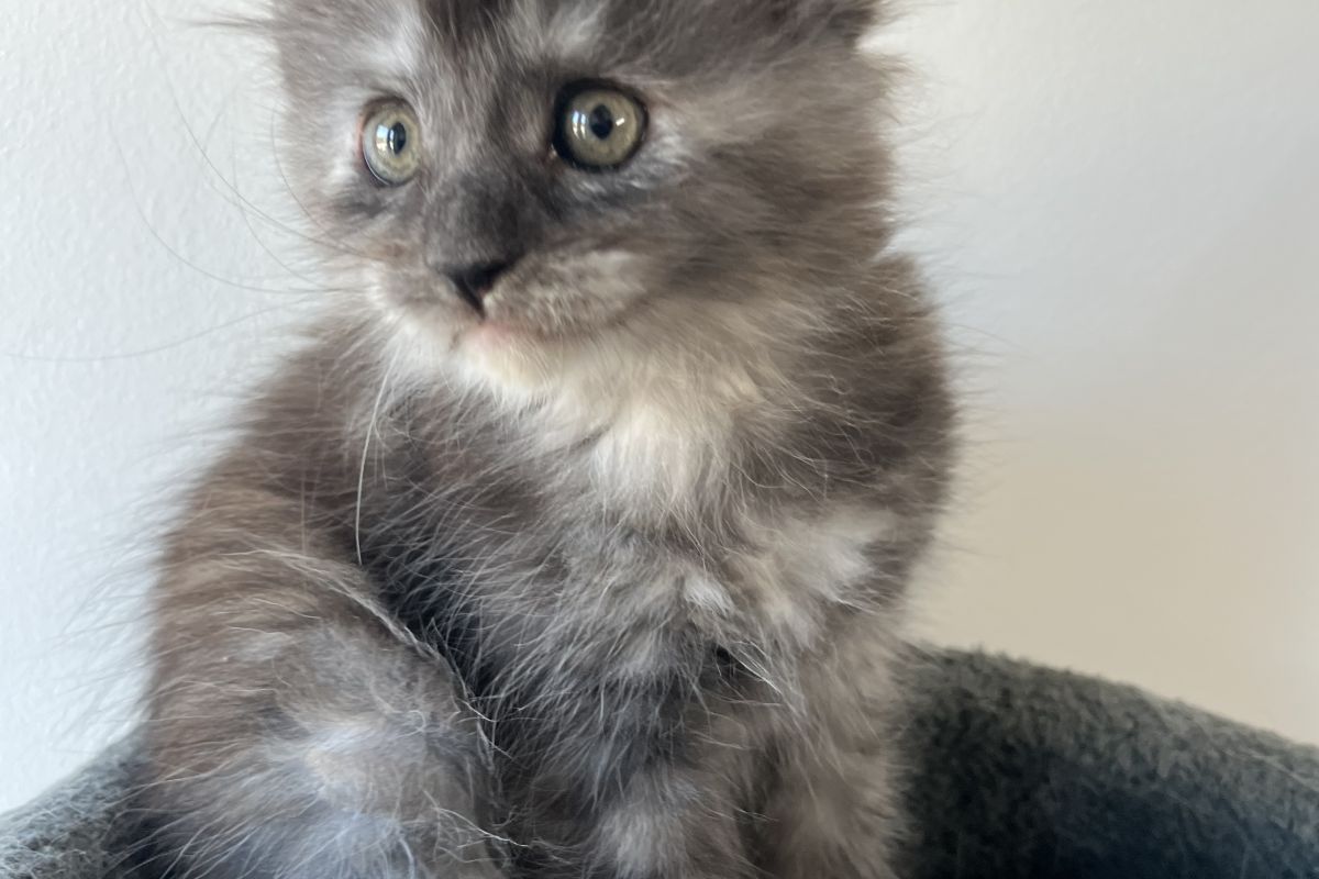 Chaton Maine coon lignée russe