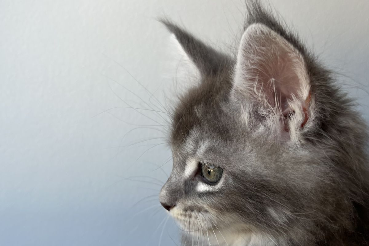 Photo 2 Chaton Maine coon lignée russe