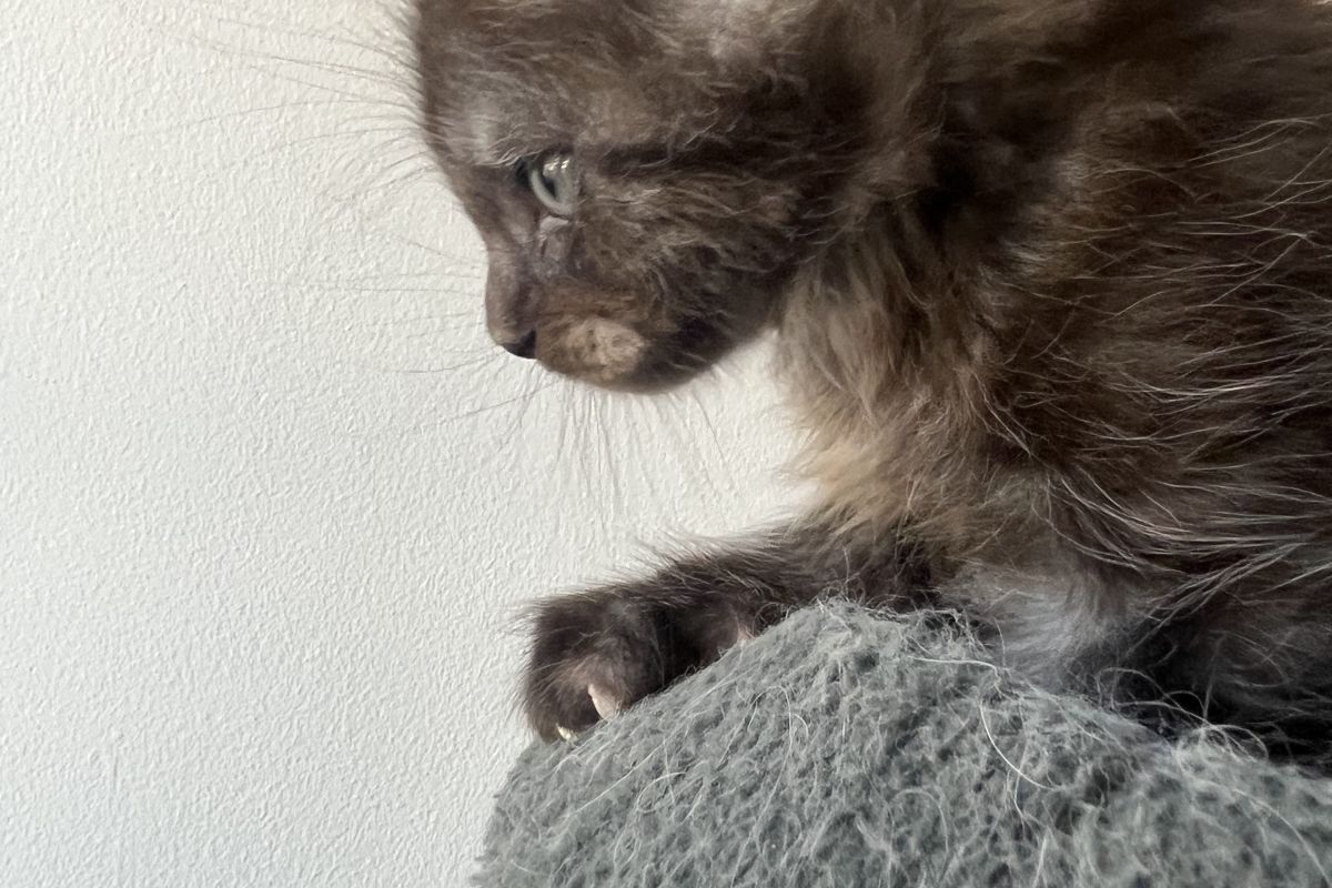 Photo 3 Chaton Maine coon lignée russe