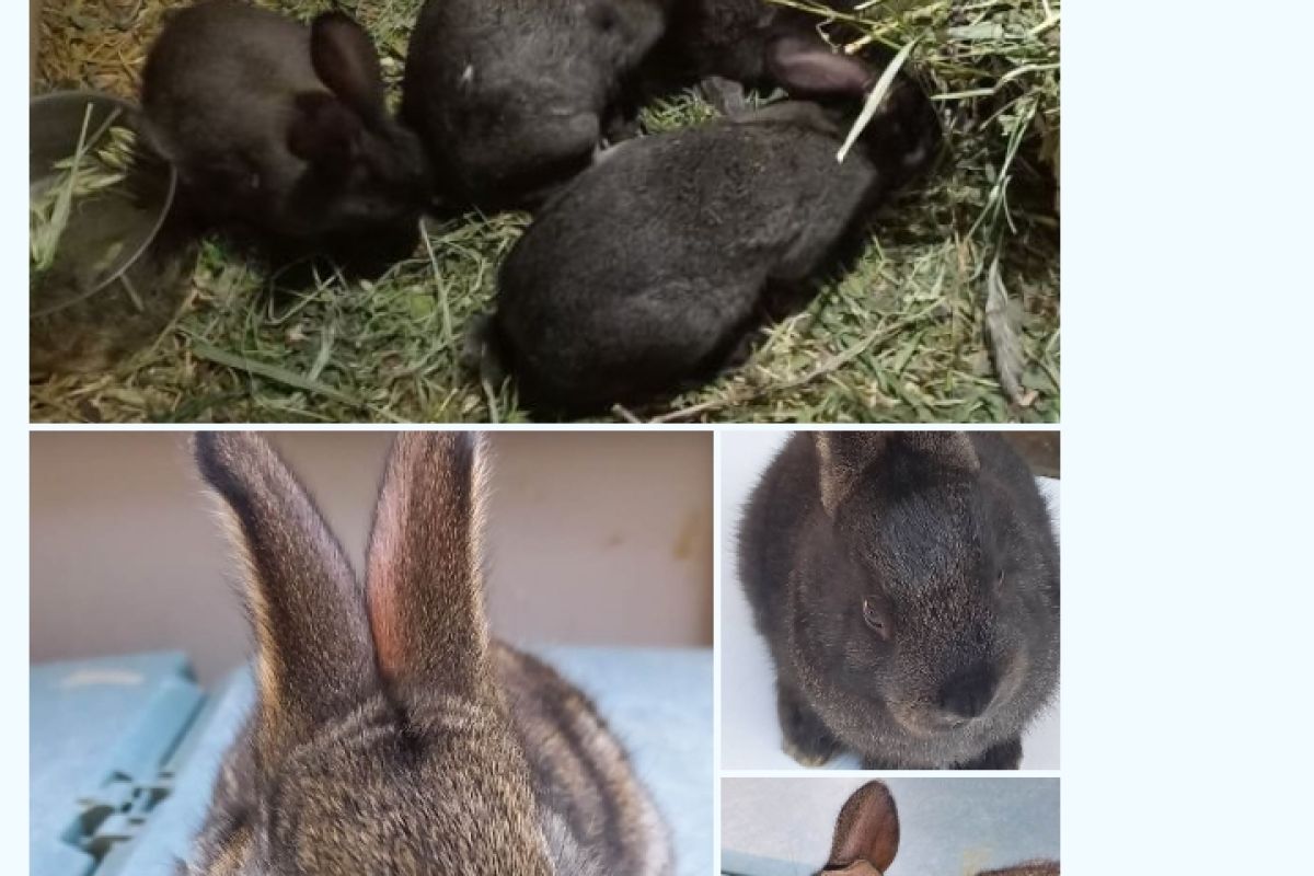 Lapin brun marron de Lorraine