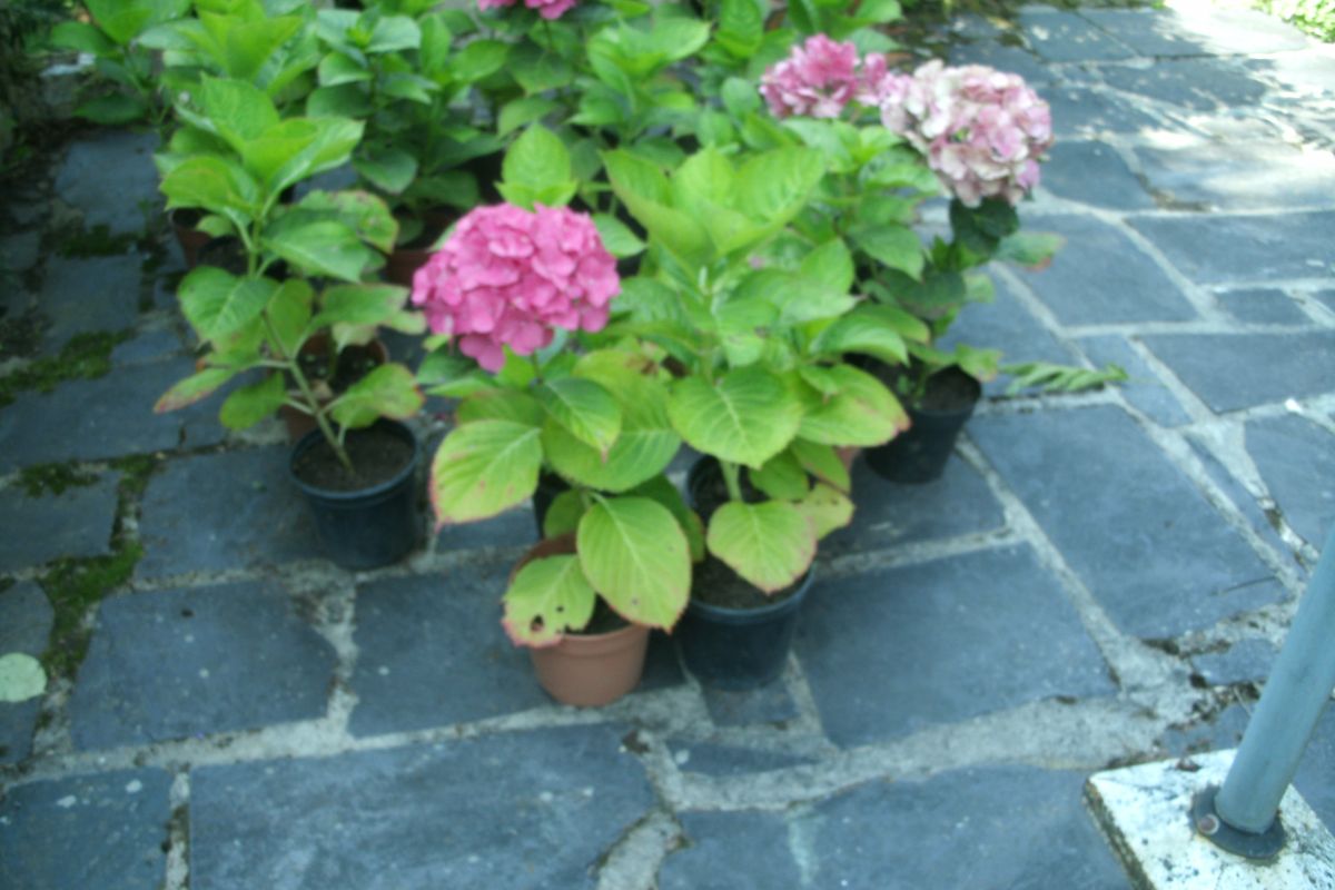 Photo 3 pieds d'hortensias