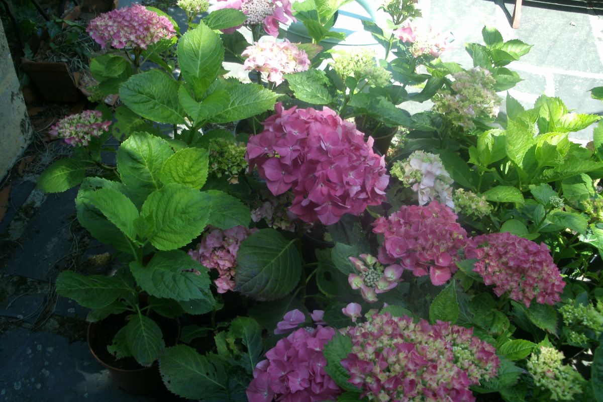 pieds d'hortensias