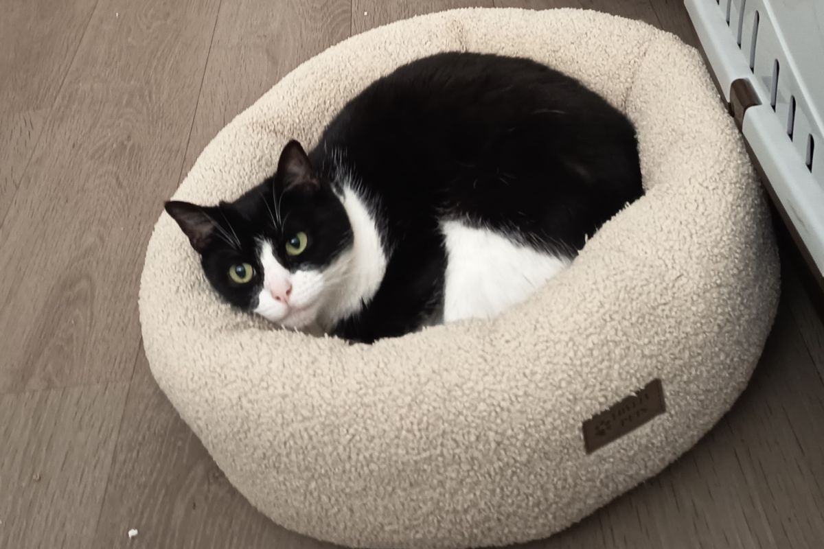 Photo 3 Perdue chatte noire et blanche sur Darnetal 