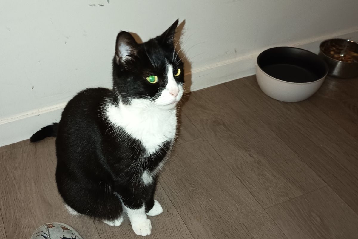Photo 2 Perdue chatte noire et blanche sur Darnetal 