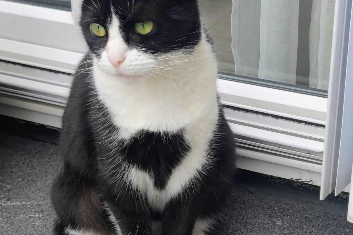Perdue chatte noire et blanche sur Darnetal 