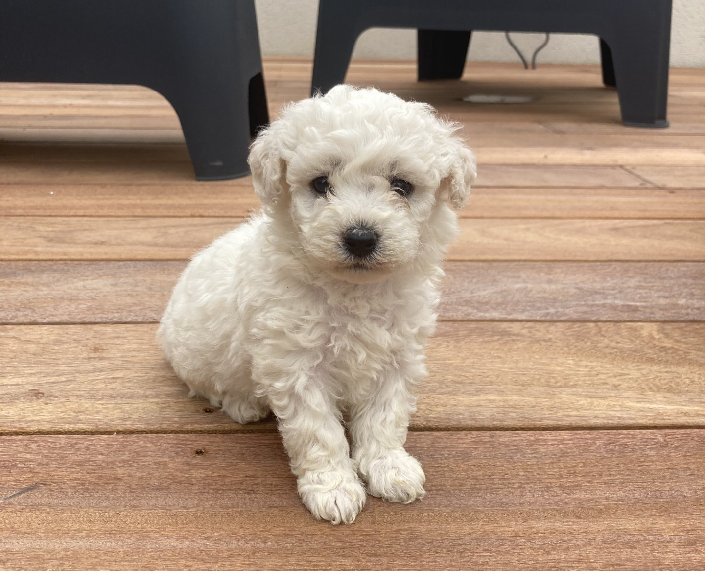 Apparence bichon frisé