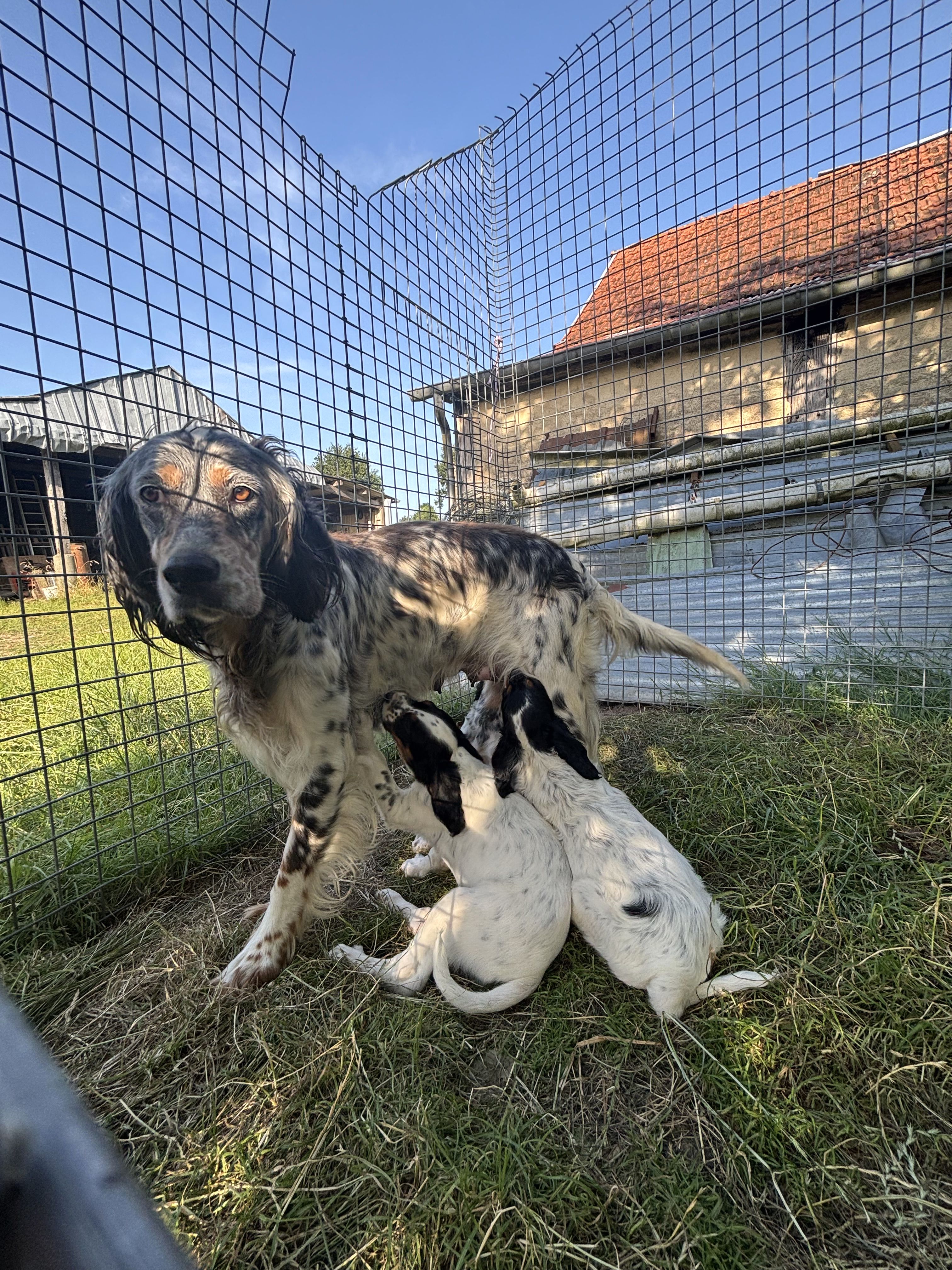Apparence Setter anglais