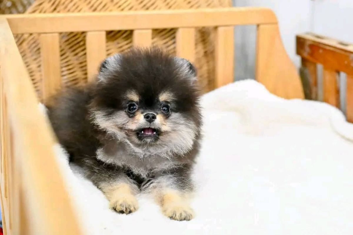 Chiot Spitz Nain femelle noir & feu