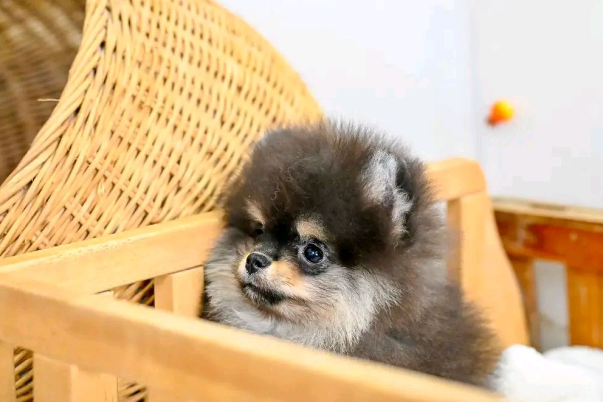 Photo 2 Chiot Spitz Nain femelle noir & feu