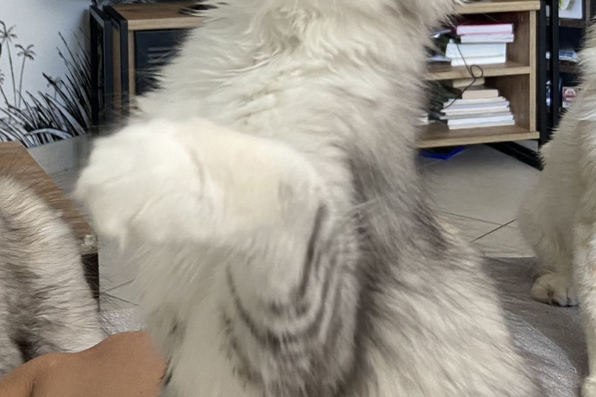 Chaton race Maine Coon
