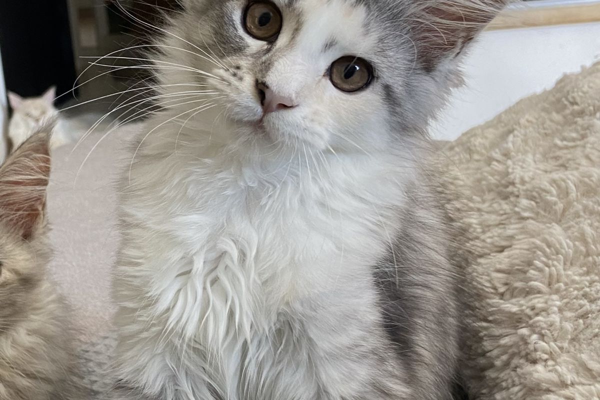 Photo 2 Chaton race Maine Coon