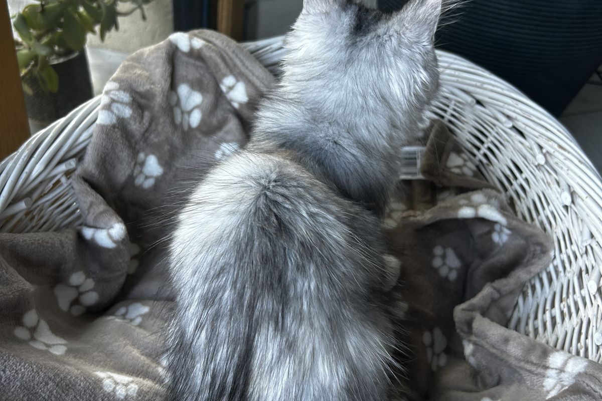 Photo 3 Chaton race Maine Coon