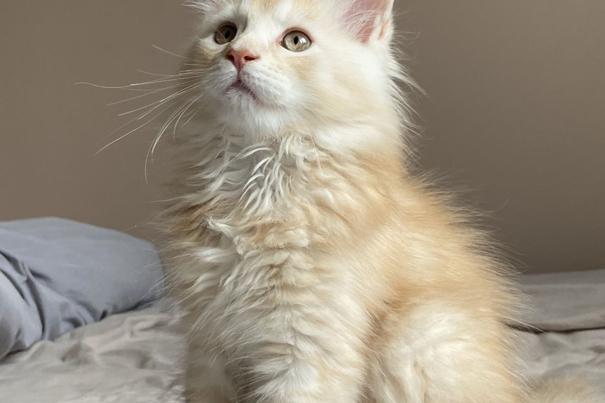 Chaton Maine Coon