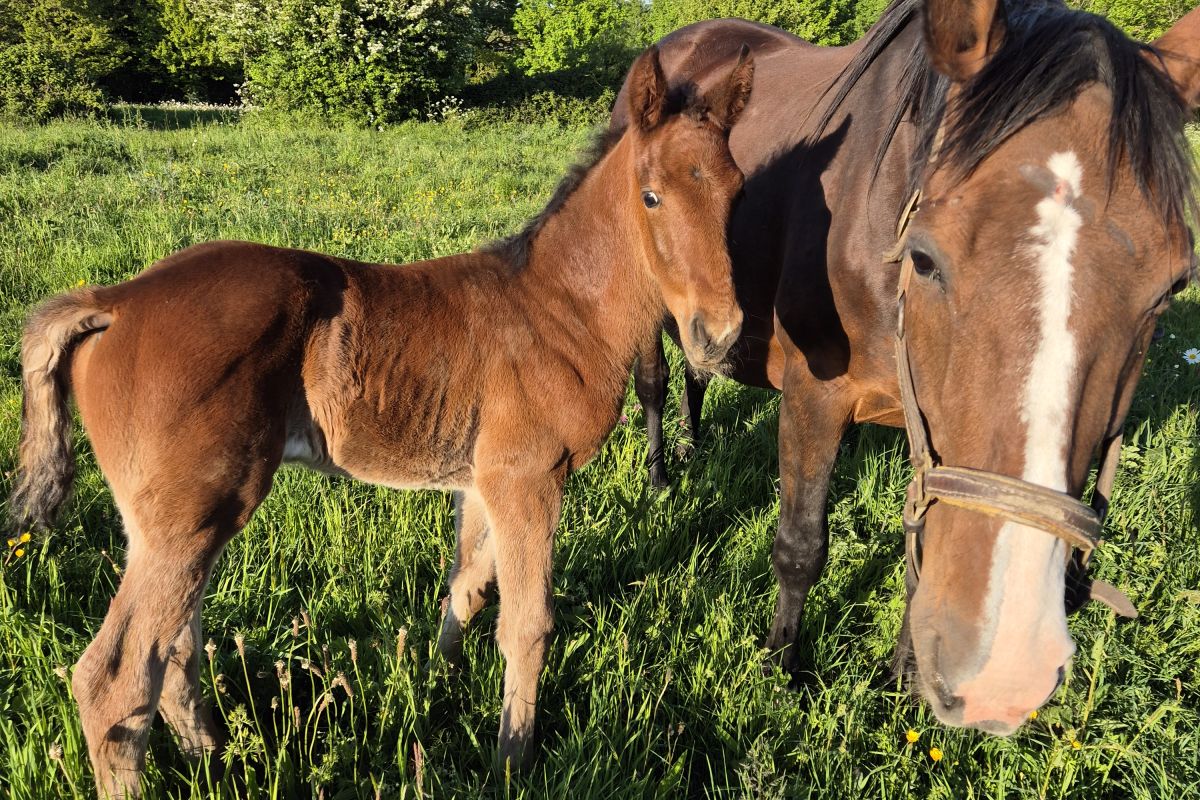 A vendre poulinière trotteuse et son poulain cause décès 