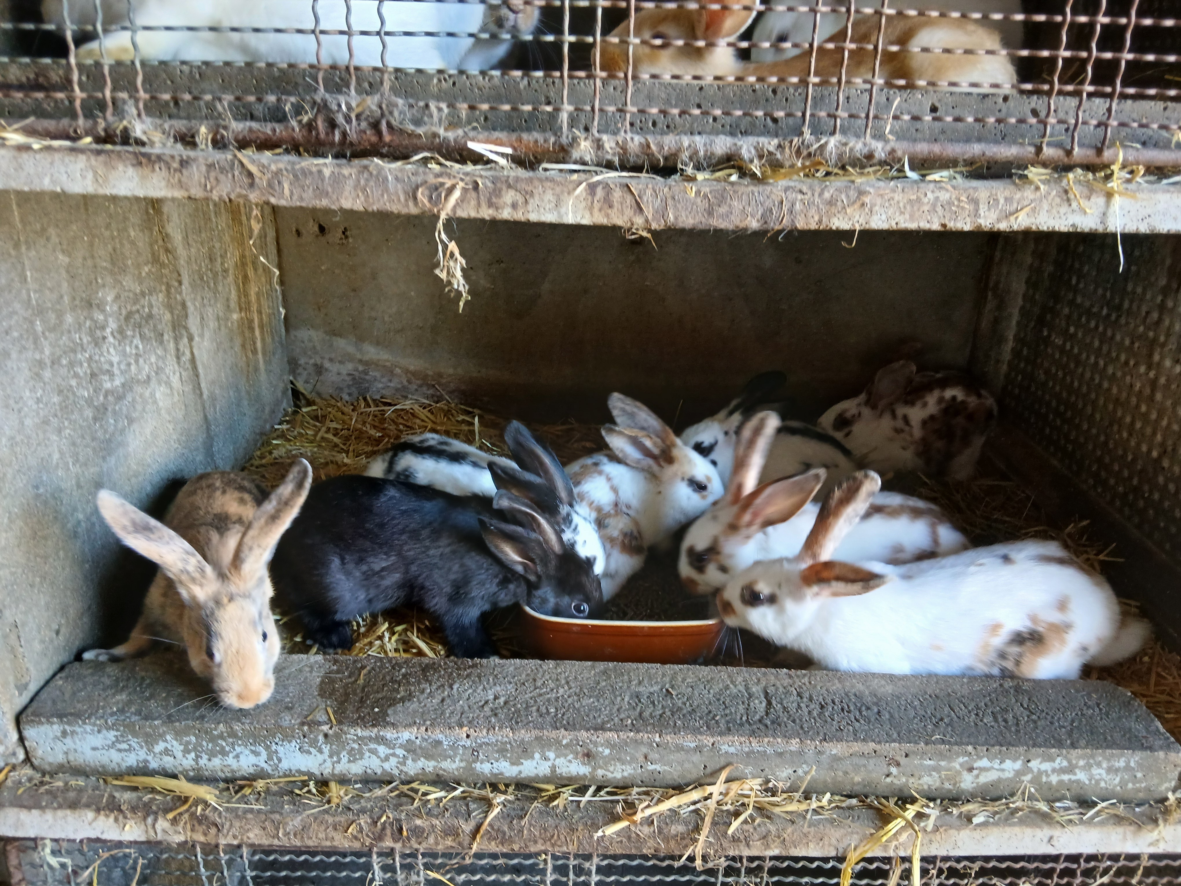 Lapins sevrés