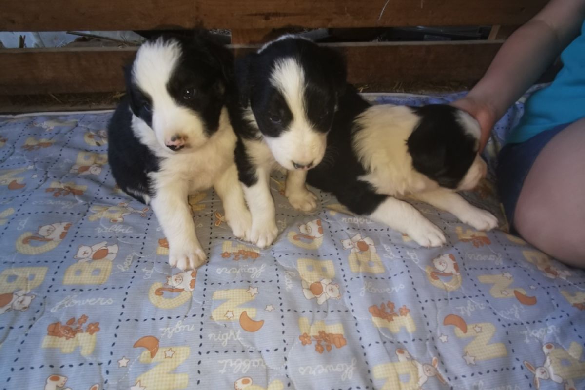 Photo 3 chiots Border Collie 