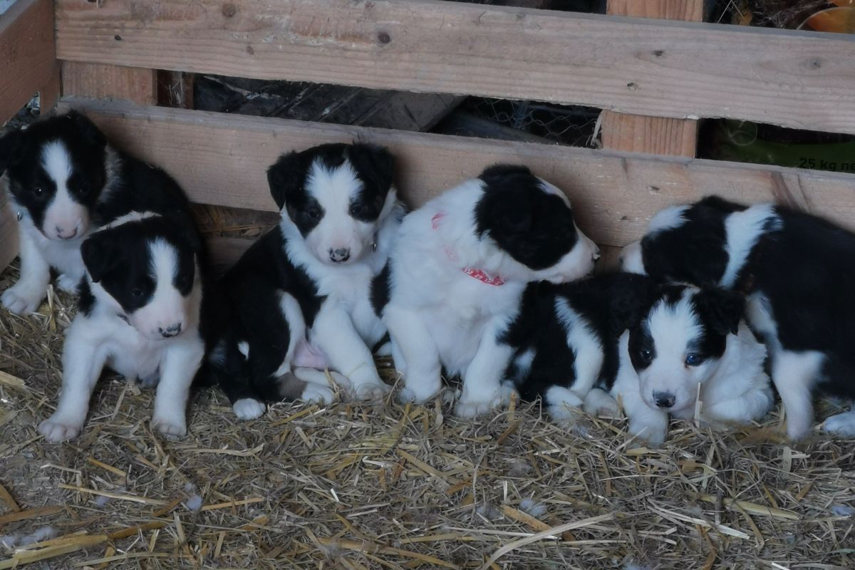 chiots Border Collie 